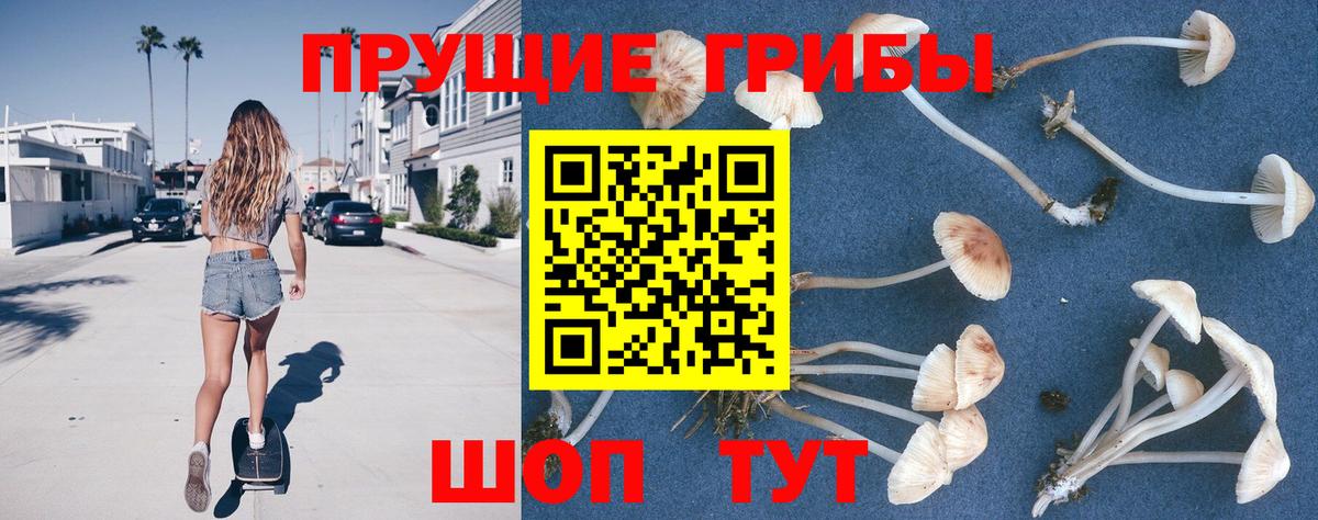 Галлюциногенные грибы Psilocybine cubensis  Вход с VPN  Красный Сулин 